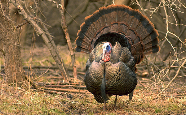 wild turkey in field