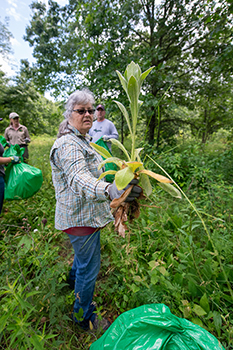 A volunteer holds an invasive knapweed plant out to the camera.