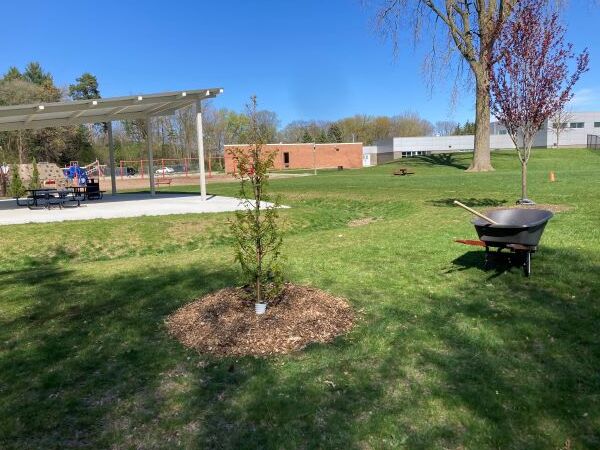 A newly planted tree at a school in East Lansing, Michigan .