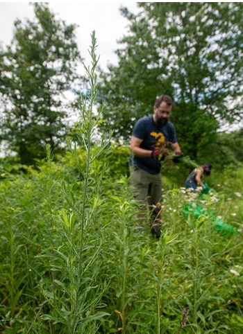 A man in a navy blue T-shirt and jeans pulls sections of plants out while standing among tall, thing, flowering green plants outdoors