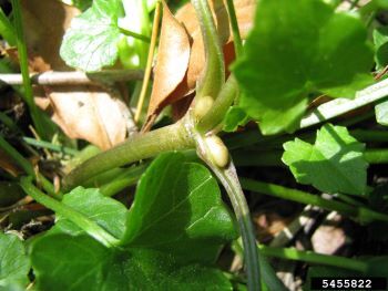 Small bulbils grow where the leaves meet the stem on lesser celandine.