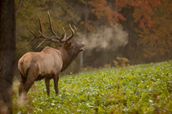 Bull elk bugles in a field on a fall day.