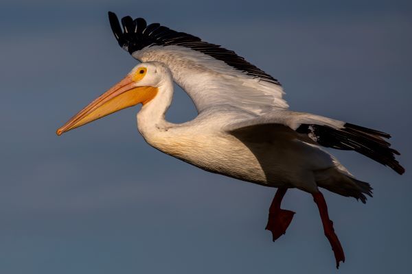 American white pelican soars over Lake Michigan.