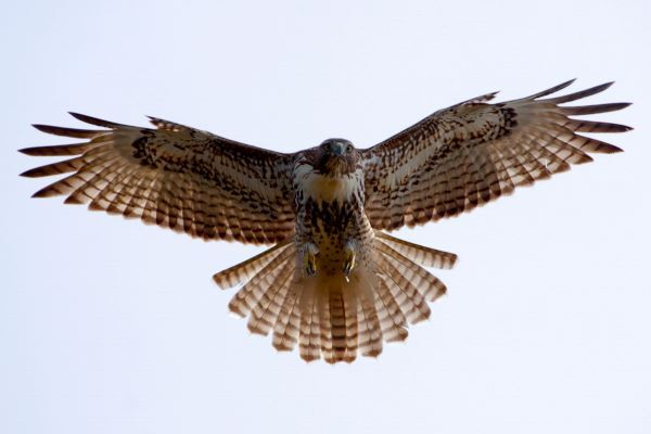 Juvenile hawk spreads wings while hunting for prey. 