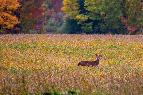 Male white-tailed deer stands in planted field.