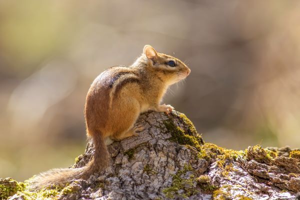 Eastern chipmunk perched on a moss covered log in the sun