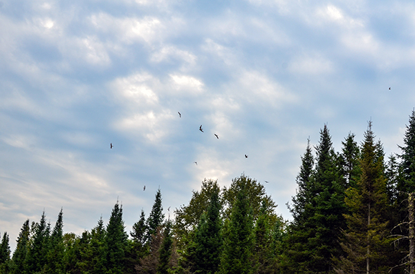 A group of common nighthawks migrating south in Dickinson County.