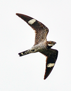 A common nighthawk in flight over Dickinson County.