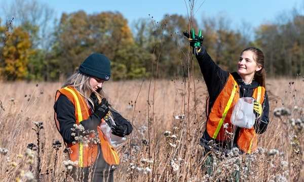 two young women in orange vests and long-sleeve shirts, collect seeds from native plants in a grassy field