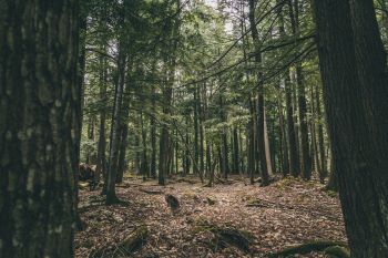 A forest scene flanked by closeup tree trunks. 