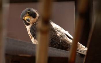 A young raptor looks at the camera quizzically.