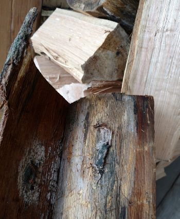 Pieces of split firewood with the two in the foreground displaying black, moldy patches indicating oak wilt.