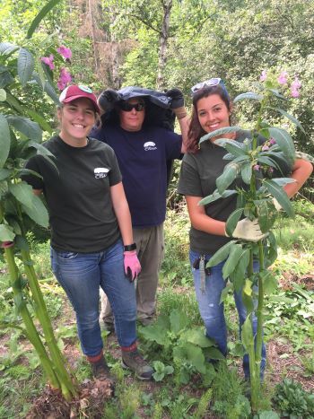 Three CISMA workers pose outside holding 6-foot stalks of invasive purple jewelweed recently pulled from the ground.