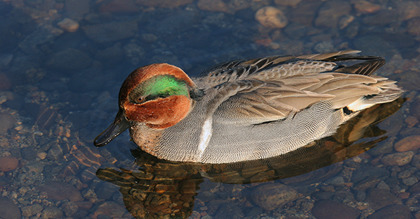 teal duck swimming
