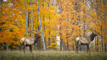 Two elk in front of autumn color trees