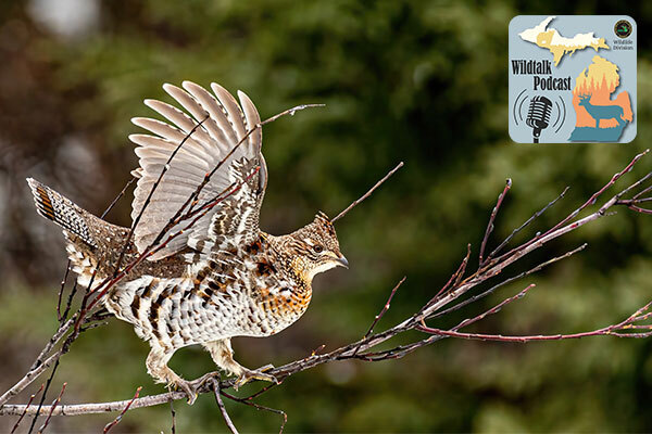 A ruffed grouse takes off towards the Wildtalk Podcast logo from its perch on a branch. 