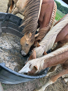 Some of the horses discovered during service of a search warrant by conservation officers in July.