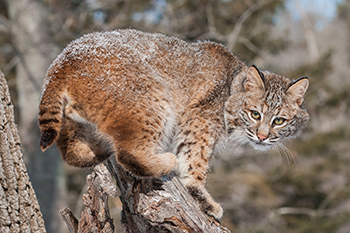 bobcat in a tree