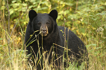 black bear