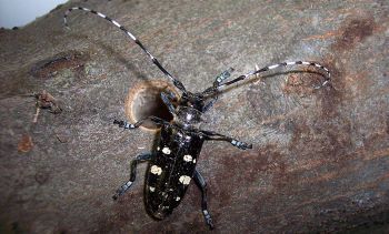 An adult Asian longhorned beetle crawls on a branch near a round, dime-sized exit hole.