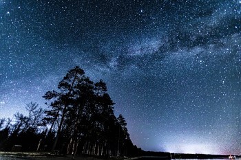 The dark silhouette of a tall stand of trees spears into the star-scattered sky. 