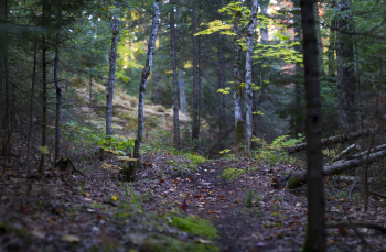 A shady forest path.