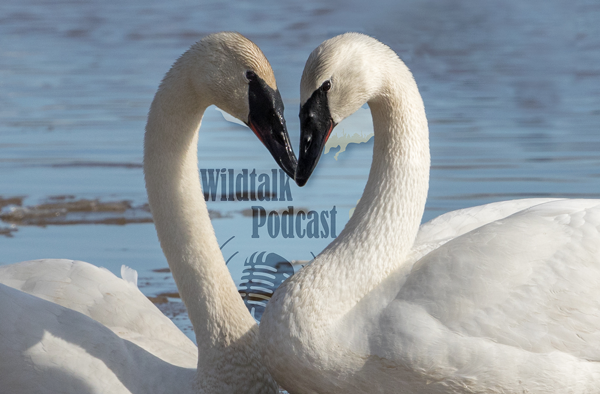 Two trumpeter swans face-to-face with the Wildtalk Podcast logo between them. 