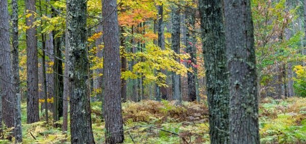 An autumnal forest