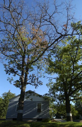 An oak tree with signs of oak wilt including leaves that fell too early in the season and mottle green/brown leaves. 