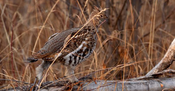 ruffed grouse on a log