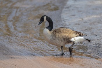 A Canada Goose steps demurely along a sandy shoreline.