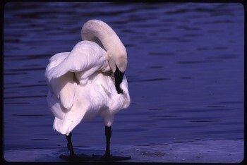 A trumpeter swan, stark white with a black beak, preens itself.