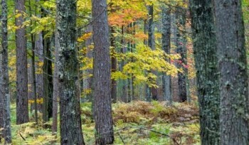 An autumnal forest