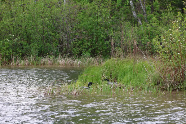 Common Loons nesting in grasses along a natural shoreline