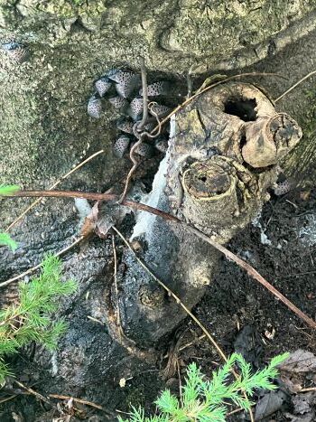 A cluster of spotted lanternfly adults at the base of a tree of heaven near a black and white patch of sooty mold.