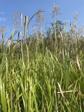 A stand of Glyceria maxima in flower, showing the height and the seed heads.