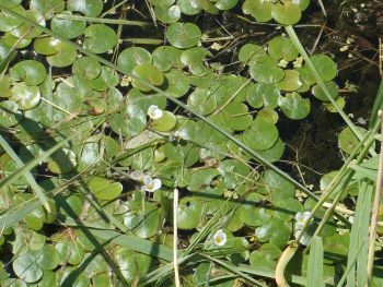 A mass of European frog-bit floating on the water with some small, white, three petaled flowers in bloom.