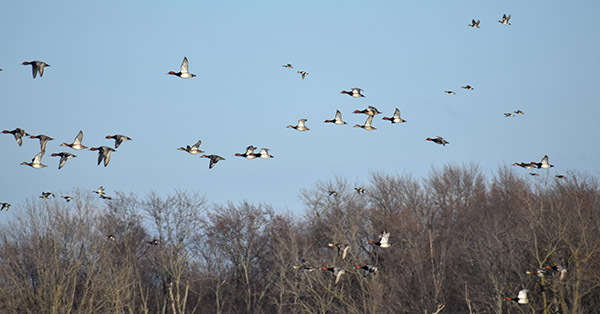 Flock of redhead ducks