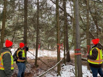 Three surveyors flag infested tree trunks in a stand of balsam trees on a snowy day. 