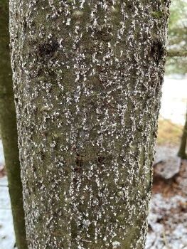 The trunk of a balsam fir showing heavy balsam woolly adelgid infestation appearing as small, cottony tufts.