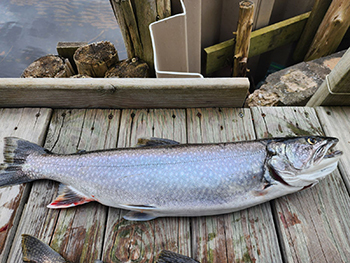 A splake with a right pectoral fin clip. Marked splake may have clips on one or two fins.