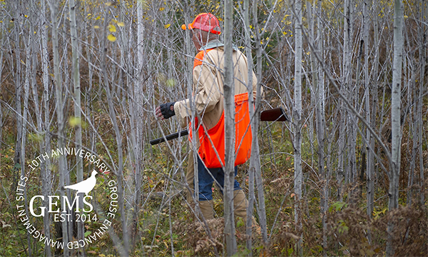  A hunter walks through an aspen forest in pursuit of grouse