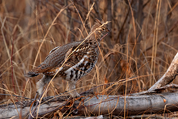 ruffed grouse walks along a downed log