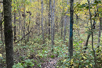 dense, young aspen forest regrows