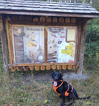 black labrador poses in front of GEMS informational kiosk 