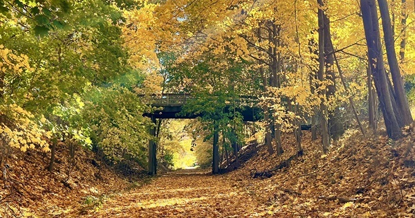 piles of gold and orange leaves cover a trail that passes under a wooden bridge deep in the fall forest. The background is sunlit.