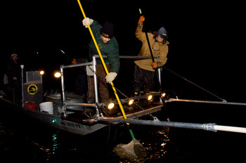 A Michigan DNR crew conducts a nighttime electrofishing survey.