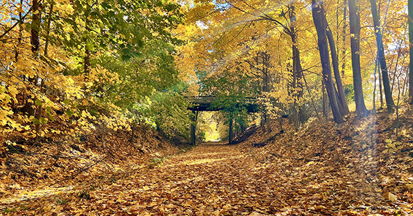 trail bridge through forest of fall colors