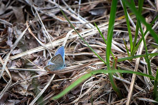 A beautiful Karner blue butterfly, a threatened species in Michigan, is pictured.