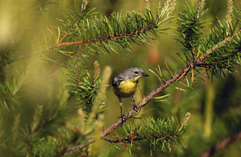 A Kirtland's warbler is pictured in its Michigan jack-pine habitat.